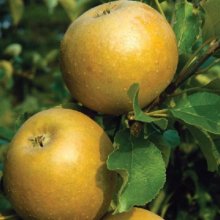 Picture of Apple Egremont Russet MM116 (30929)