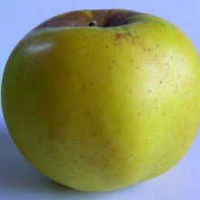 Apple Freyberg MM106 Picture of Apple Freyberg MM106 (6516)