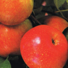 Apple Fuji MM102 Picture of Apple Fuji MM102 (9579)
