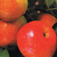Apple Fuji MM106 Picture of Apple Fuji MM106 (6518)