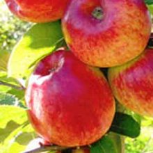 Apple Gala M26 Picture of Apple Gala M26 (7064)