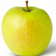 Apple Golden Delicious MM102 Picture of Apple Golden Delicious MM102 (10952)