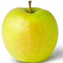 Apple Golden Delicious MM106 Picture of Apple Golden Delicious MM106 (9819)