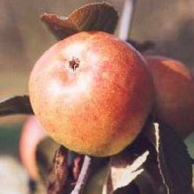 Apple Golden Reinette MM106 Picture of Apple Golden Reinette MM106 (7067)
