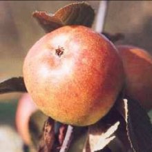 Picture of Apple Golden Reinette MM116 (30930)