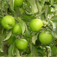 Apple Granny Smith M26 Picture of Apple Granny Smith M26 (28585)