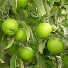 Apple Granny Smith M9 Picture of Apple Granny Smith M9 (297)