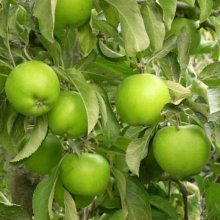 Picture of Apple Granny Smith MM116 (30916)