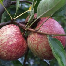 Apple Harold Red Delicious MM106 Picture of Apple Harold Red Delicious MM106 (300)