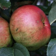 Apple Hetlina MM106 Picture of Apple Hetlina MM106 (301)