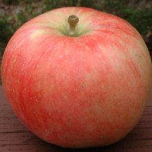 Picture of Apple Irish Peach MM116 (30931)