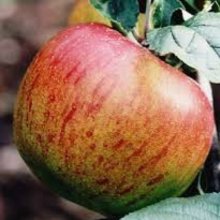 Apple Kentish Filbasket MM116 Picture of Apple Kentish Filbasket MM116 (30932)