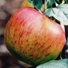 Apple Kentish Fillbasket MM106 Picture of Apple Kentish Fillbasket MM106 (6375)
