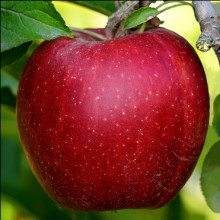 Apple Liberty M102 Picture of Apple Liberty M102 (31148)
