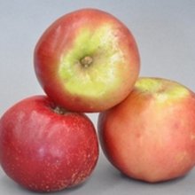 Apple Little Rascal M9 Picture of Apple Little Rascal M9 (7245)