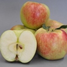 Apple Mischief Picture of Apple Mischief (11962)