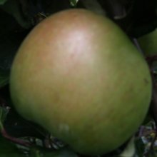 Apple Montys Surprise M26 Picture of Apple Montys Surprise M26 (7742)