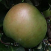 Apple Montys Surprise MM102 Picture of Apple Montys Surprise MM102 (9851)