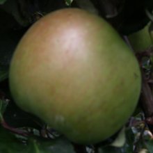Apple Montys Surprise MM106 Picture of Apple Montys Surprise MM106 (6578)