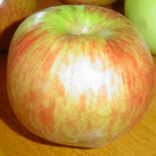 Apple Montys Surprise MM116 Picture of Apple Montys Surprise MM116 (30919)