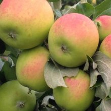 Apple Mother In Law MM116 Picture of Apple Mother In Law MM116 (7745)