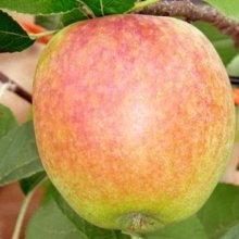Apple Mother MM106 Picture of Apple Mother MM106 (7851)