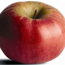 Apple Northern Spy MM106 Picture of Apple Northern Spy MM106 (314)