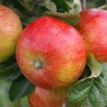 Apple Owen Thomas MM106 Picture of Apple Owen Thomas MM106 (7068)