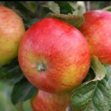 Apple Owen Thomas MM116 Picture of Apple Owen Thomas MM116 (30935)