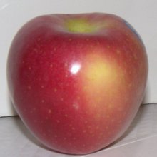 Apple Pacific Rose M26 Picture of Apple Pacific Rose M26 (11904)