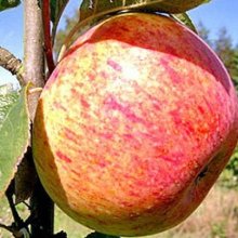 Apple Peasgood Nonsuch M26 Picture of Apple Peasgood Nonsuch M26 (11901)