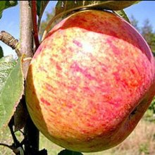 Apple Peasgood Nonsuch MM106 Picture of Apple Peasgood Nonsuch MM106 (6579)