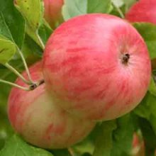 Apple Pinkie M26 Picture of Apple Pinkie M26 (29805)