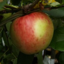 Apple Prima M26 Picture of Apple Prima M26 (317)