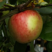 Apple Prima MM106 Picture of Apple Prima MM106 (6678)