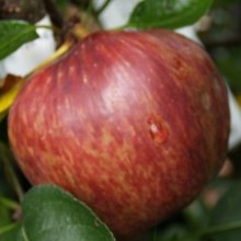Apple Red Delicious MM116 Picture of Apple Red Delicious MM116 (10495)