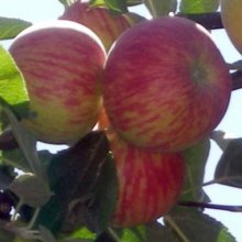 Apple Red Gravenstein M26 Picture of Apple Red Gravenstein M26 (10821)