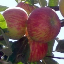 Picture of Apple Red Gravenstein MM116 (30917)