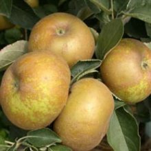 Apple Reinette Du Canada MM106 Picture of Apple Reinette Du Canada MM106 (7069)