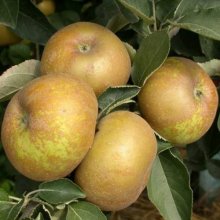 Apple Reinette Du Canada MM116 Picture of Apple Reinette Du Canada MM116 (322)
