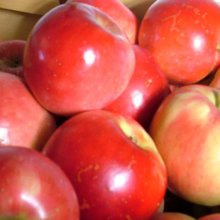 Apple Rubee Red MM116 Picture of Apple Rubee Red MM116 (30958)
