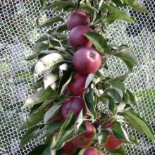 Apple Scarlet Spire Picture of Apple Scarlet Spire (30959)