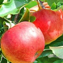 Apple Splendour M26 Picture of Apple Splendour M26 (7743)