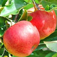 Apple Splendour MM102 Picture of Apple Splendour MM102 (6562)