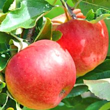 Apple Splendour MM116 Picture of Apple Splendour MM116 (30920)