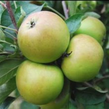 Apple Sturmer MM102 Picture of Apple Sturmer MM102 (10225)