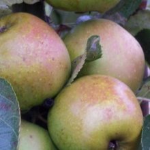Apple Sturmer MM106 Picture of Apple Sturmer MM106 (7116)