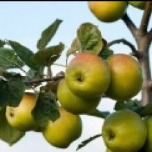 Apple Sweet Alford MM116 Picture of Apple Sweet Alford MM116 (30940)