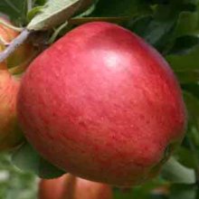 Apple Sweetie MM116 Picture of Apple Sweetie MM116 (30640)