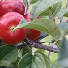 Picture of Apple Thumbelina Candy Crunch M793 (8075)